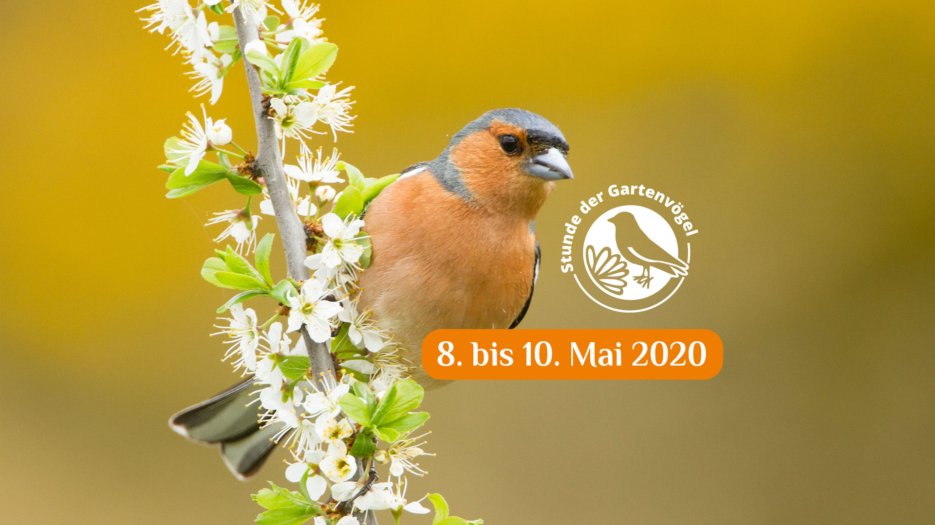 Die Stunde der Gartenvögel Naturpark Fichtelgebirge